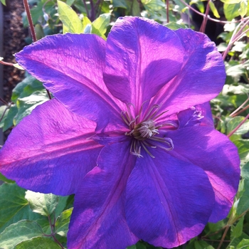 Clematis 'Perrin's Pride' 