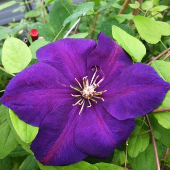 Clematis 'Perrin's Pride'