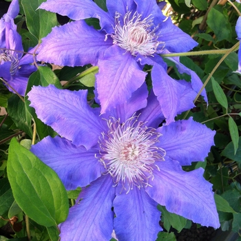 Clematis 'Countess of Lovelace'