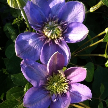 Clematis 'Blue Light®' (085153)