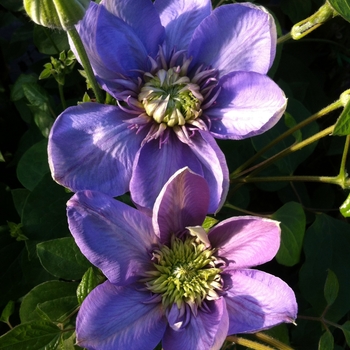 Clematis 'Blue Light®'