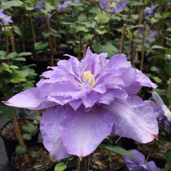 Clematis 'Blue Explosion' 