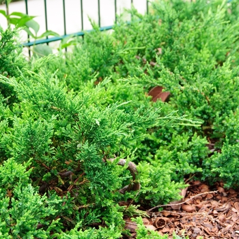 Juniperus chinensis 'Sargentii'