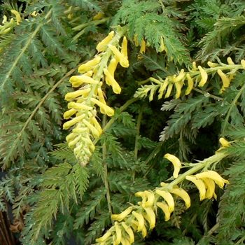 Corydalis cheilanthifolia