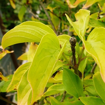 Cornus mas 'Aurea' 