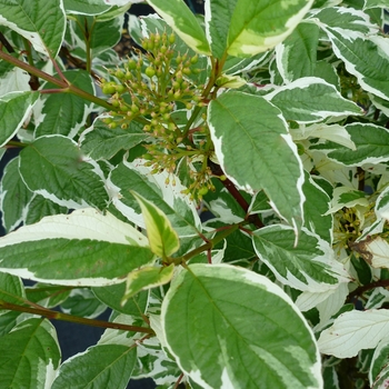 Cornus alba 'Sibirica Variegata' 