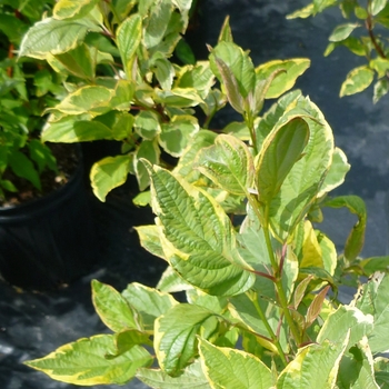 Cornus alba 'Gouchaultii' 