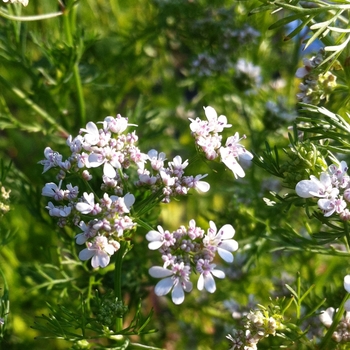 Coriandrum sativum