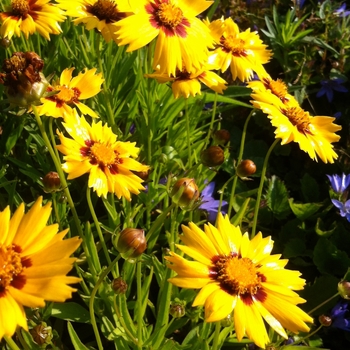 Coreopsis grandiflora 'Heliot' 