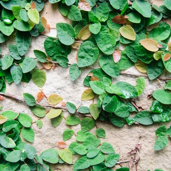 Ficus pumila