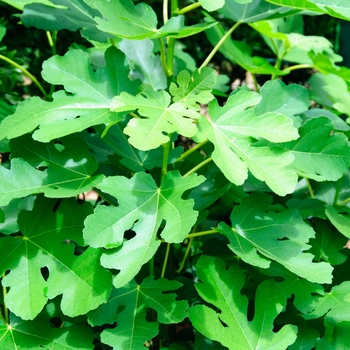 Ficus carica 'Ischia' 