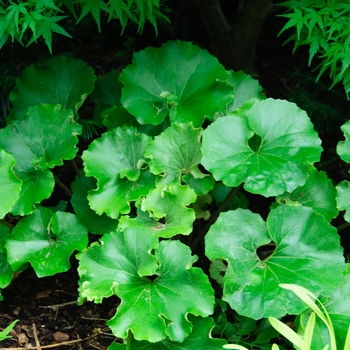 Farfugium japonicum 'Crispatum'