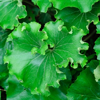 Farfugium japonicum 'Crispatum' 