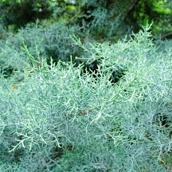 Cupressus arizonica