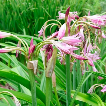 Crinum 'Luther Burbank' 