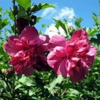 Hibiscus syriacus 'Amplissimus' 