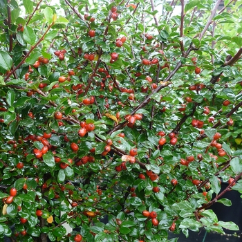 Cotoneaster divaricatus