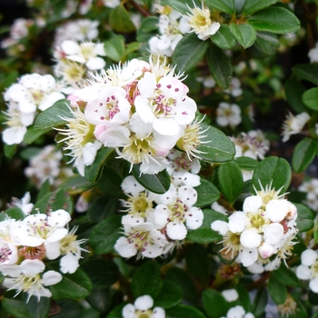 Cotoneaster dammeri 'Coral Beauty' 