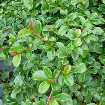 Cotoneaster dammeri