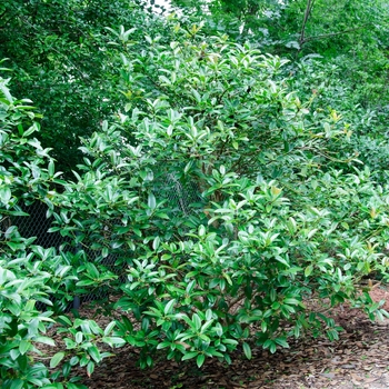Ilex latifolia 