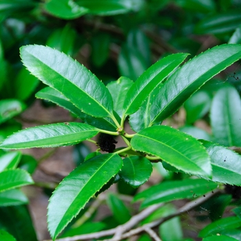 Ilex latifolia