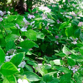 Hydrangea macrophylla 'Weidner's Pink' 