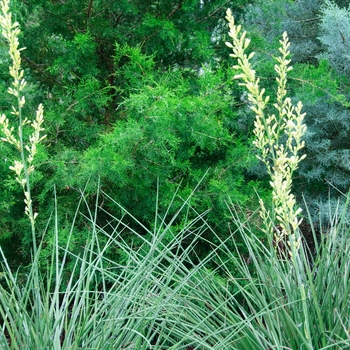 Hesperaloe parviflora 'Yellow' 