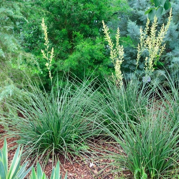 Hesperaloe parviflora 'Yellow'