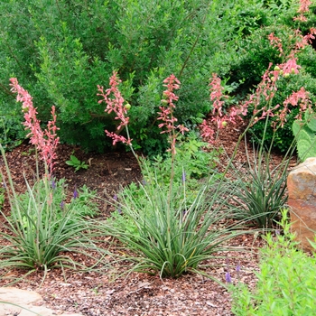 Hesperaloe parviflora 