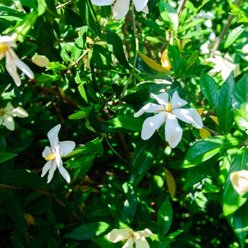 Gardenia jasminoides 'Athens Choice' 