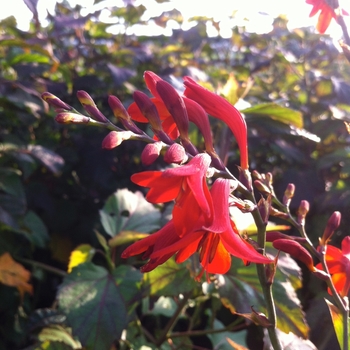 Crocosmia 'Emberglow' 