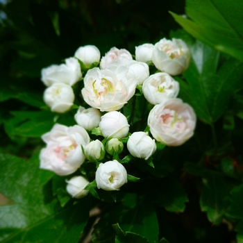 Crataegus x mordenensis 'Toba' 