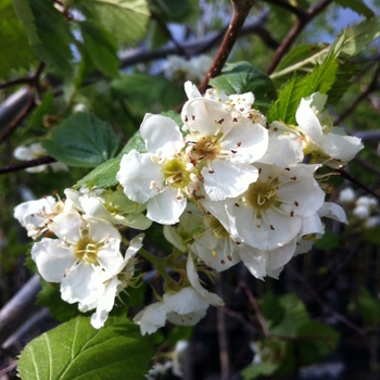 Crataegus mollis