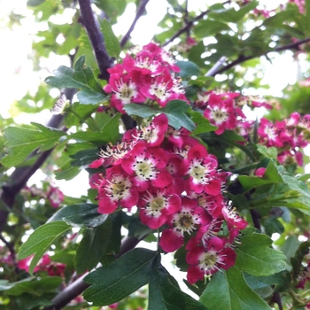 Crataegus laevigata 'Crimson Cloud' 