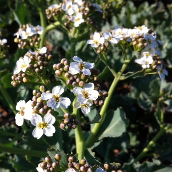 Crambe maritima