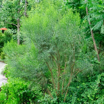 Baccharis sarothroides