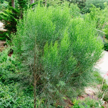 Baccharis sarothroides 