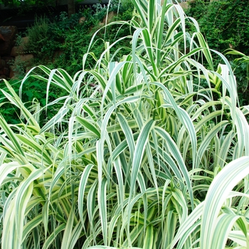 Arundo donax 'Peppermint Stick'