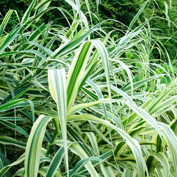 Arundo donax 'Peppermint Stick' 