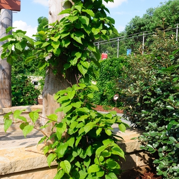 Actinidia arguta 'Dumbarton Oaks' 