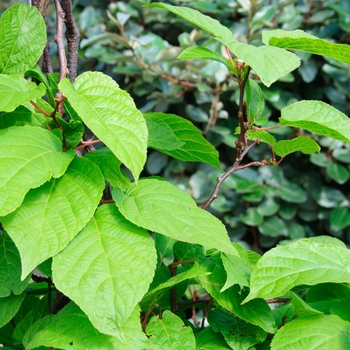 Actinidia arguta 'Dumbarton Oaks'