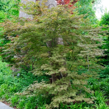 Acer palmatum 'Mikazuki'