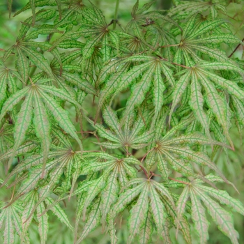 Acer palmatum 'Mikazuki' 