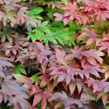 Acer palmatum 'Adrian's Compact' 