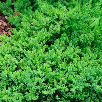 Juniperus procumbens 'Nana'