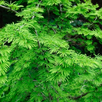 Pseudolarix amabilis '' (085403)