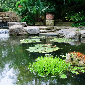 Bacopa caroliniana '' (085407)