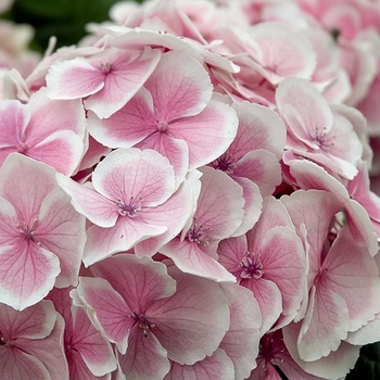 Hydrangea macrophylla 'Fanfare' PP21161