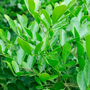 Sophora secundiflora 