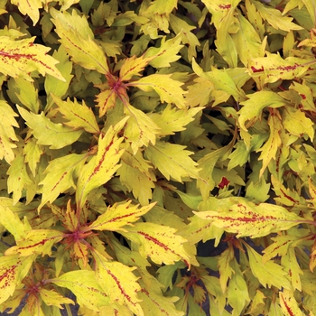 Coleus 'Piper' 